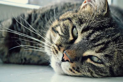 Портрет серого, большого кота. Морда кота крупно. Глаза зеленые, роскошные  усы, красивый мех Photos | Adobe Stock