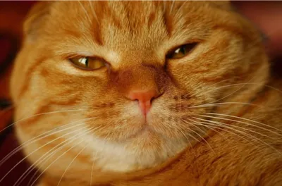 Очень хитрый кот. Портрет хитрого большого кота. Кот серый, пушистый с  зелеными глазами. Морда кота крупно. Кот хитрый или злой Photos | Adobe  Stock