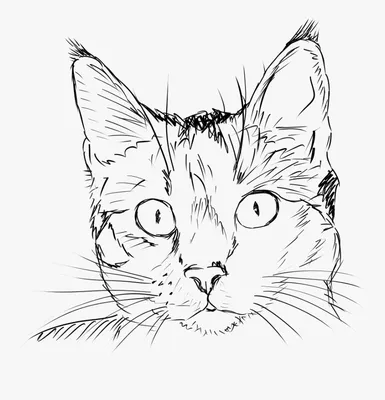 Морда кошки рисунок - 58 фото