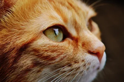 Качественное фото морды кота видны …» — создано в Шедевруме