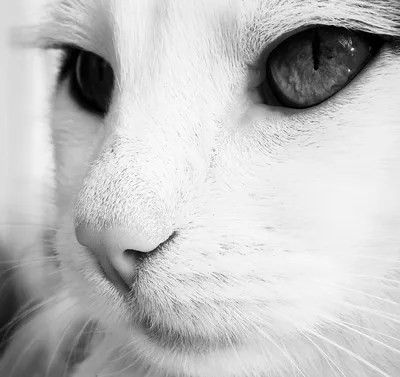 Морда кошки арт - 31 фото