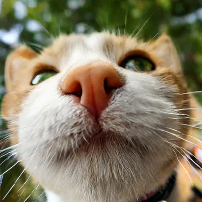 Кошка Симпатичные Кошки Морда - Бесплатное фото на Pixabay - Pixabay