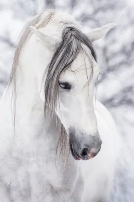 Фото Морда белой лошади