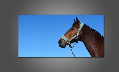 Маски и морды животных - Голова лошади из колесницы Селены, MSKJ_0024 | 3D  модель для ЧПУ станка