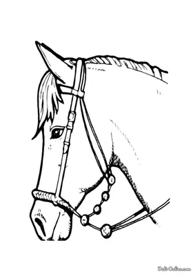 Лошадь Голова Лошади - Бесплатное фото на Pixabay - Pixabay