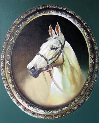 Морда лошади, коричневый и белый Нос лошади Стоковое Фото - изображение  насчитывающей намордник, черный: 197904358
