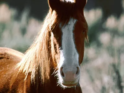 Картинки морда лошади (30 фото) » Юмор, позитив и много смешных картинок