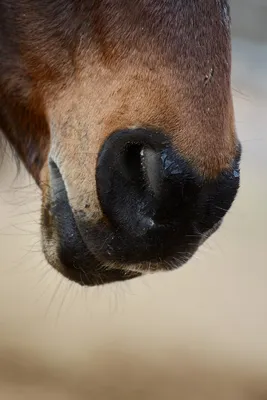 Голова лошади - 60 фото | Лошади, Коричневая лошадь, Лошадиная голова