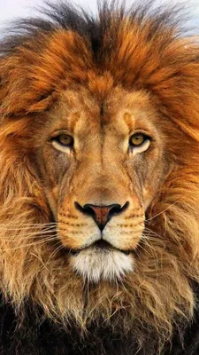 Морда льва фото 