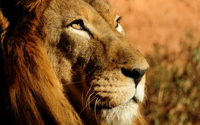 Картина для интерьера лев царь зверей, морда льва, лев в профиль, гордый  лев (55) 20х30 - купить по низкой цене в интернет-магазине OZON (998611668)