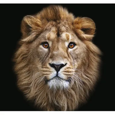 Фотообои виниловые на флизелиновой основе Decocode Голова льва 31-0064-NB  3х2,8 м , цена - купить в интернет-магазине