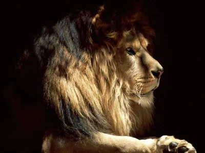 Морда льва - картинки и фото koshka.top