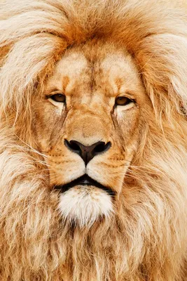 Морда льва фото фотографии