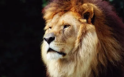 Морда льва фото - Детали - Фотографии и путешествия © Андрей Панёвин