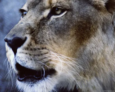 Маски и морды животных - Спокойная голова льва, MSKJ_0006 | 3D модель для  ЧПУ станка