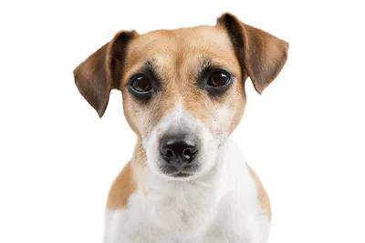 Картинки Джек-рассел-терьер собака Морда смотрит Животные