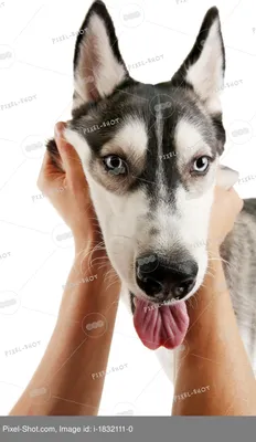 Агрессивная собака Короткая морда Плоская морда Французский бульдог  Домашняя собака Морда кусается Жевательная сетка на лице – купить по низким  ценам в интернет-магазине Joom