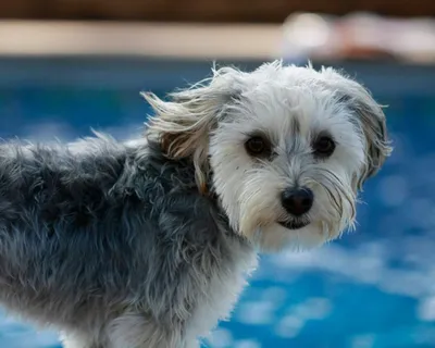 Портрет стороны собаки смешивания Morkie Yorkie мальтийский Стоковое Фото -  изображение насчитывающей алеаторный, собака: 152972958