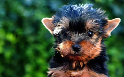 маленькая черно белая и коричневая собака лежит на ступеньках, фото щенка  морки, собака, щенок фон картинки и Фото для бесплатной загрузки