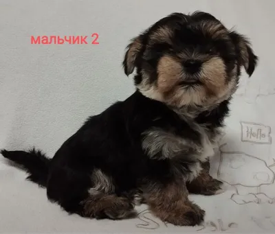 mimimischki_nsk - Маленькая собака с сердцем льва Йоркширский терьер (Йорк)  – популярная декоративная порода, входит в десятку самых маленьких собак в  мире. И хотя этот очаровательный песик произошел от охотничьих собак, сейчас