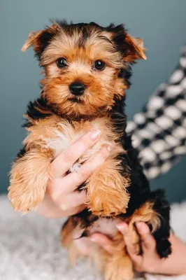 Маленькая собака на оранжевом фоне, сгенерированная ии | Премиум Фото