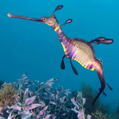 Морской конек, маленький морской конек, море, животное Стоковое Изображение  - изображение насчитывающей тропическо, черный: 107320861