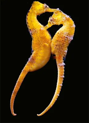 Картинка морской конек - 56 фото