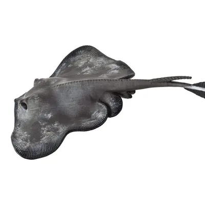 Гигантский морской кот выглядывает из…» — создано в Шедевруме