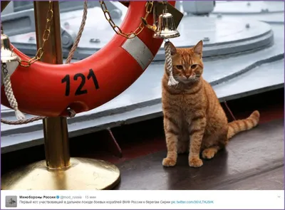 Морской кот - картинки и фото poknok.art