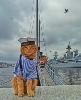 Видео: Кот научил манерам морского котика