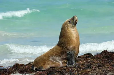 Галапагосский морской лев, Zalophus wollebaeki, Galapagos … | Flickr