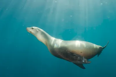 Морской лев - сивуч! | Пикабу