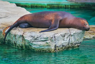 Морской лев сбежал из зоопарка Нью-Йорка во время наводнения — Сноб