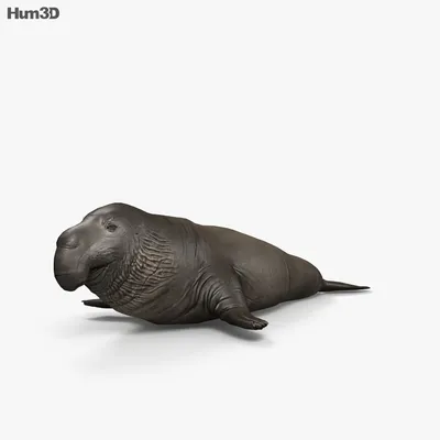 Северный морской слон 3D модель - Скачать Животные на 3DModels.org