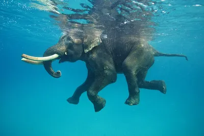 Берите пример: морские слоны дремлют днем по 20 минут и прекрасно себя  чувствуют
