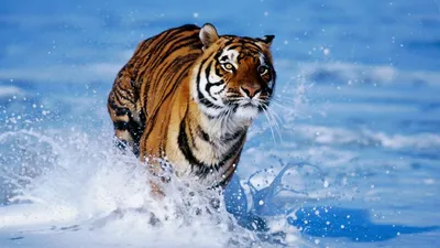 В краю амурского тигра: заповедники Дальнего Востока с юга до севера