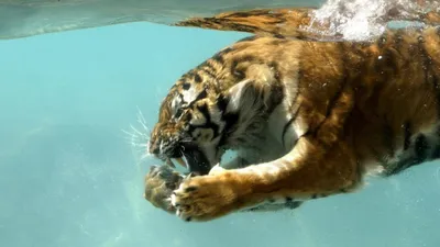 Морской тигр под водой» — создано в Шедевруме