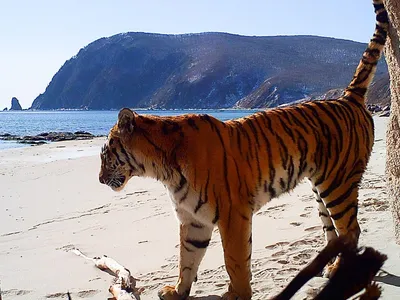 В Приморье фотоловушка поймала тигрицу на морском берегу - KP.RU
