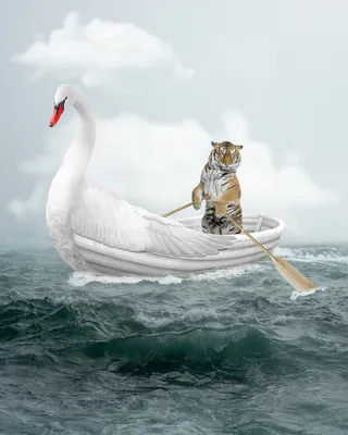 Тигр в море | Лодочник | Дзен