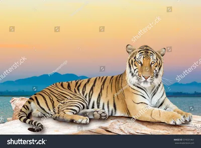 Тигр плавает в море, красиво, …» — создано в Шедевруме