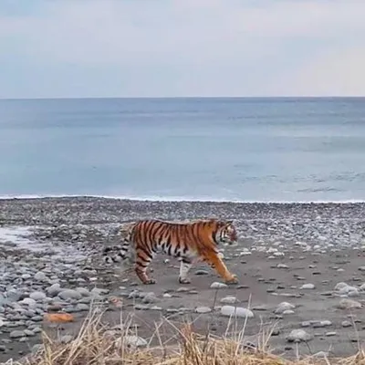 Мэри Море Тигренок реалистичный 35см. Тигр Хищник