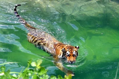 Морской тигр - 56 фото