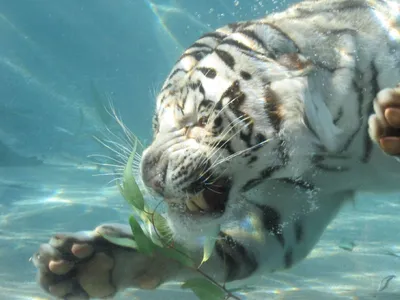 Большая барракуда - морской тигр, опасность, которого очень занижена! |  Океан жизни | Дзен
