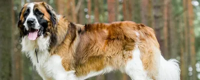 Московская сторожевая собака 🐶 — характер собаки и советы по уходу