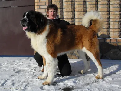 SOBAKI.PRO | Породы собак | Московская сторожевая | Фото 50602