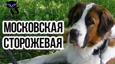Табличка, Злая собака, Территорию охраняет Московская сторожева, 30см х 14  см, на забор, на дверь, 30 см, 14 см - купить в интернет-магазине OZON по  выгодной цене (827014042)