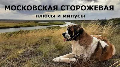 Московская сторожевая собака, большая…» — создано в Шедевруме