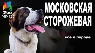 Пропала Московская сторожевая собака в Красноярске | Pet911.ru