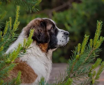 Московская сторожевая - описание породы собак: характер, особенности  поведения, размер, отзывы и фото - Питомцы Mail.ru