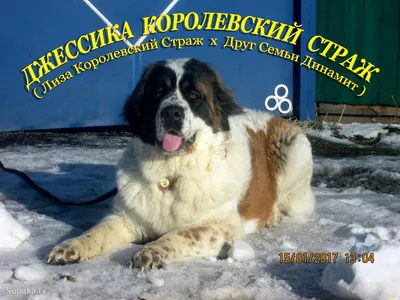 Московская сторожевая собака рядом с женщиной с веером в жаркую погоду |  Премиум Фото